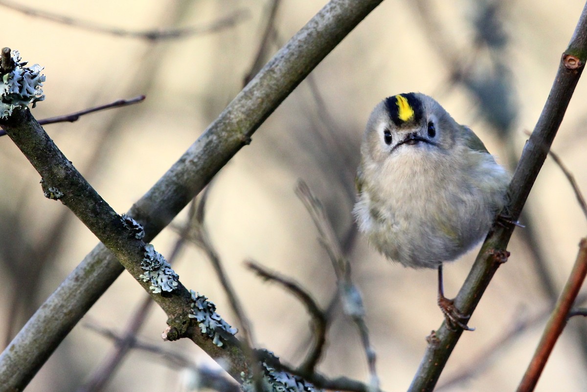 Goldcrest - ML297642801