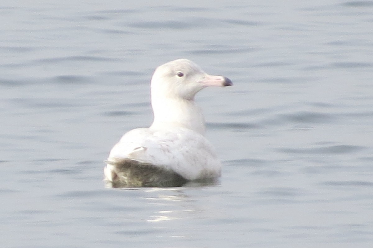 Glaucous Gull - ML297645561