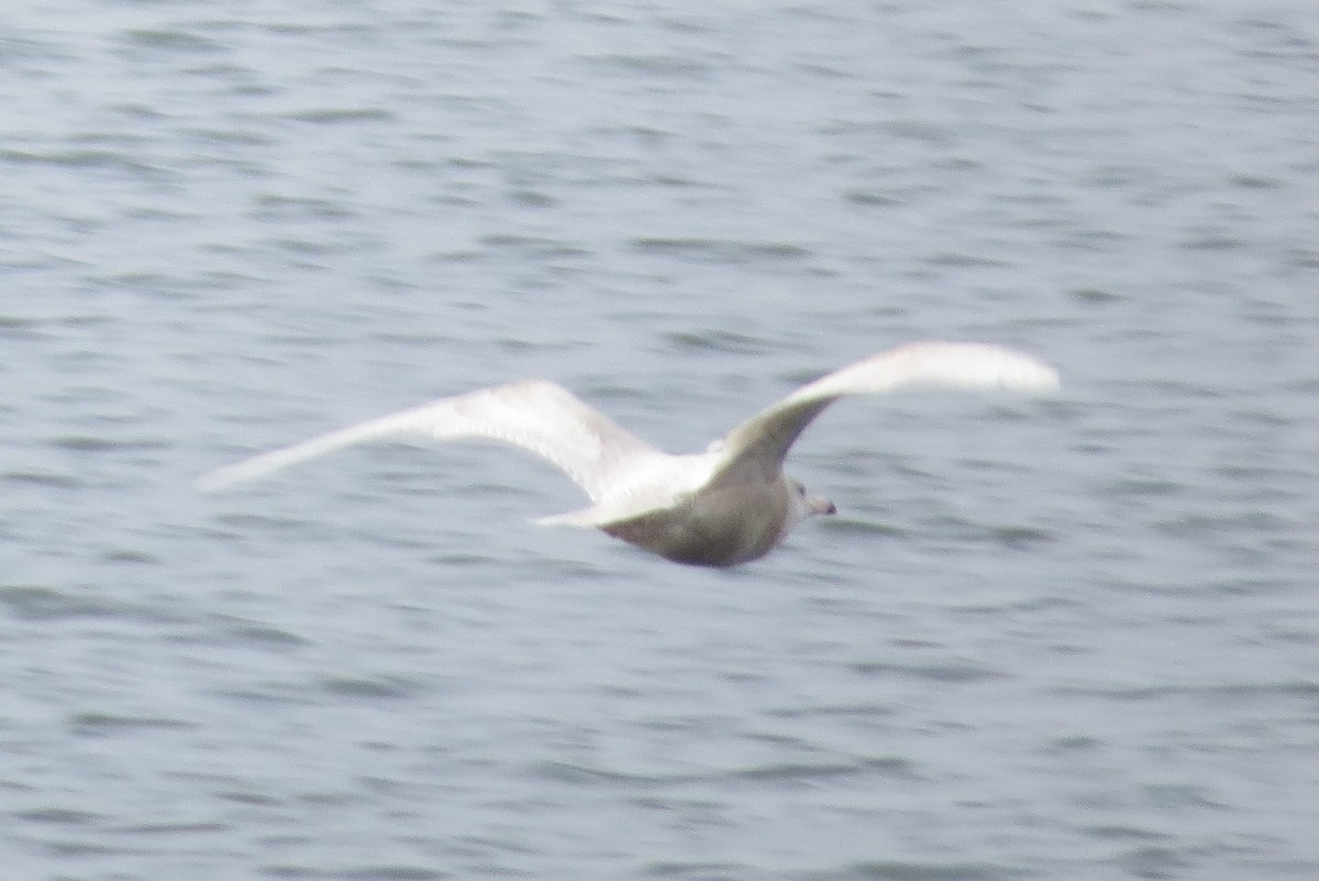 Glaucous Gull - ML297645571