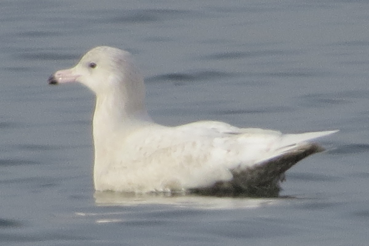 Glaucous Gull - Anonymous