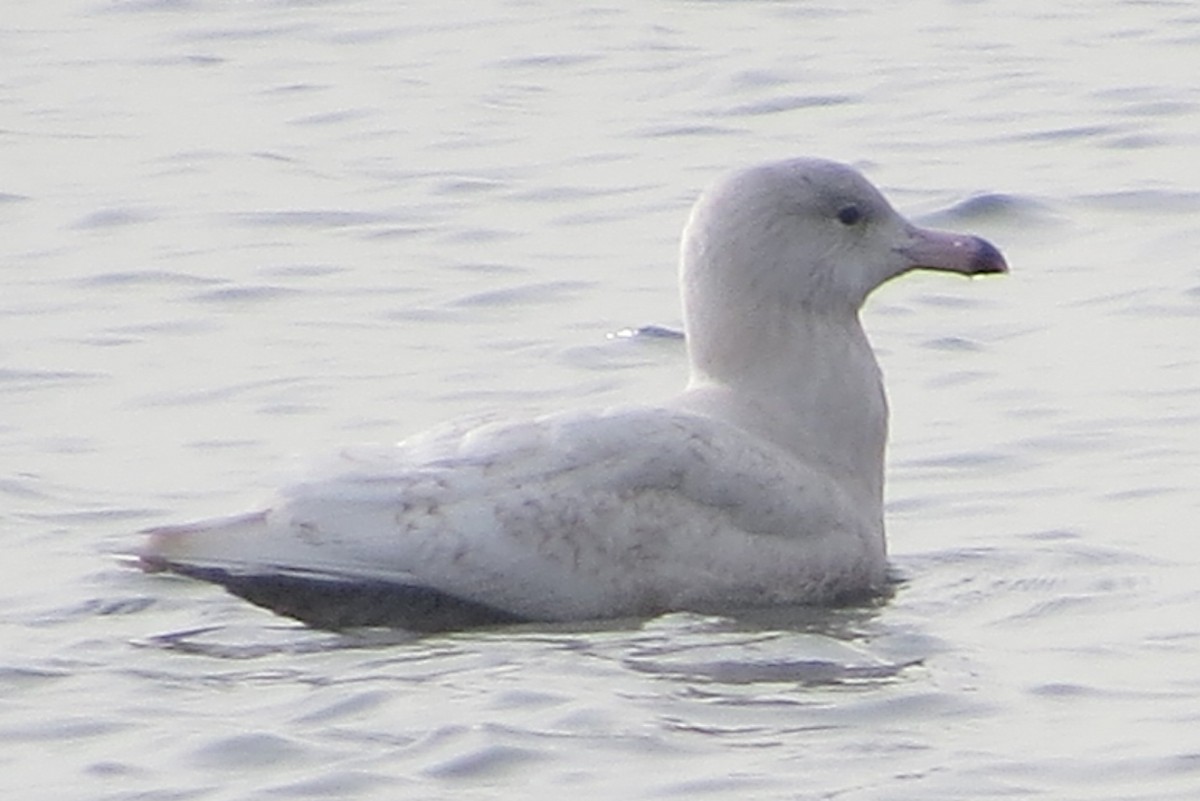 Glaucous Gull - ML297645601