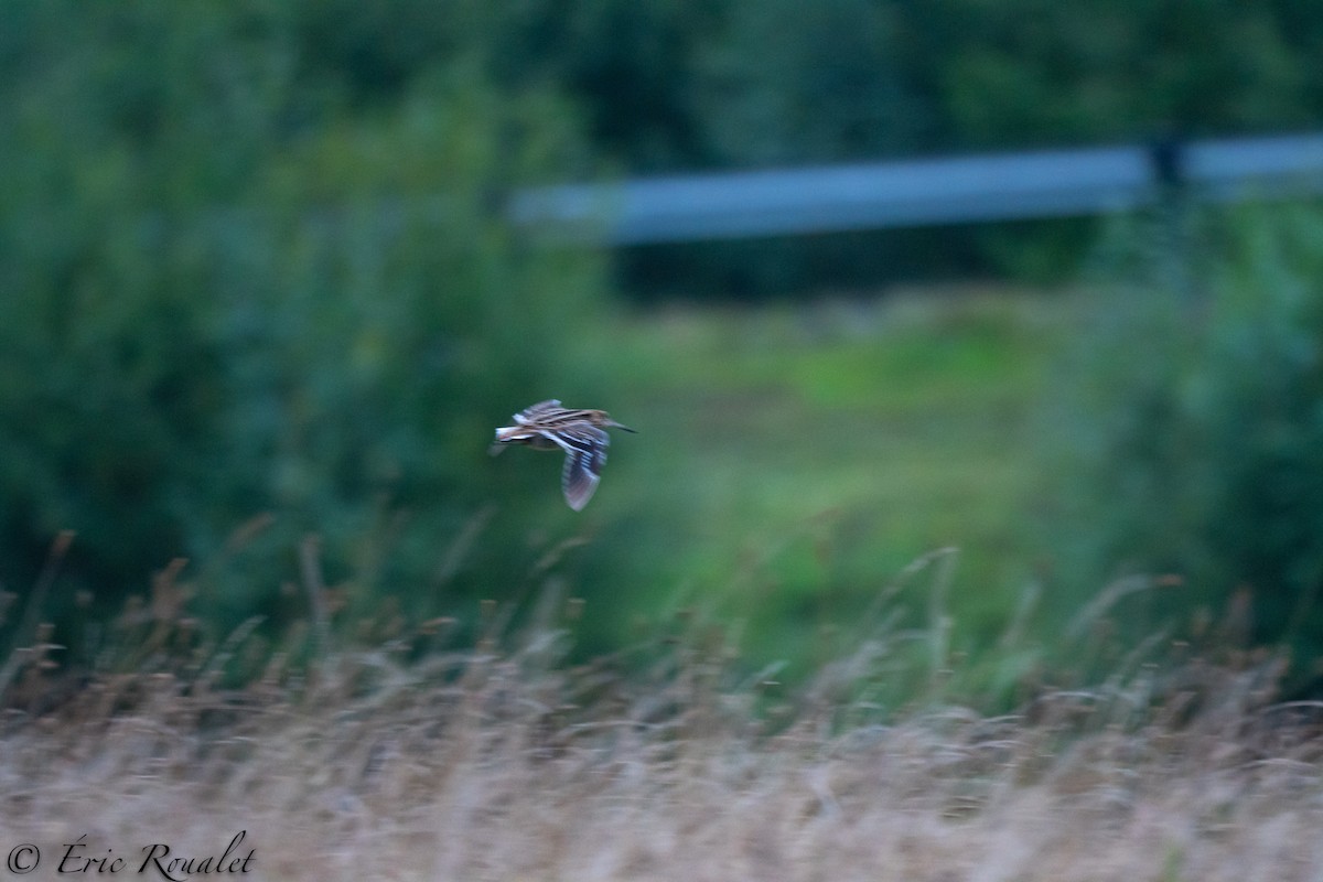 Great Snipe - Eric Francois Roualet