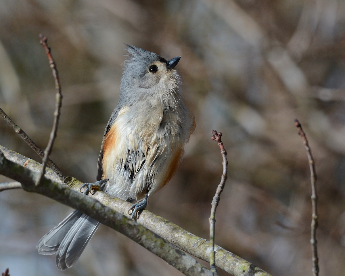Tufted Titmouse - ML297648261