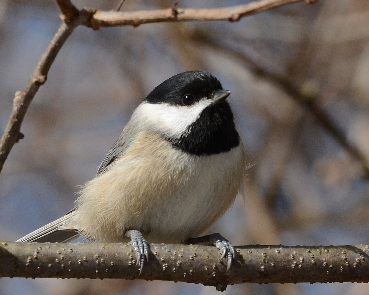 Carolina/Black-capped Chickadee - ML297648581