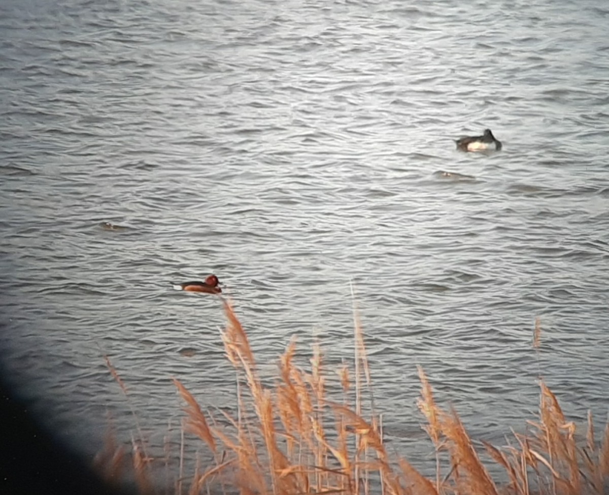 Ferruginous Duck - ML297651481