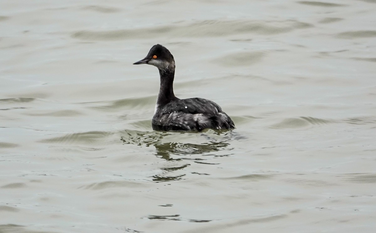Eared Grebe - Gale VerHague