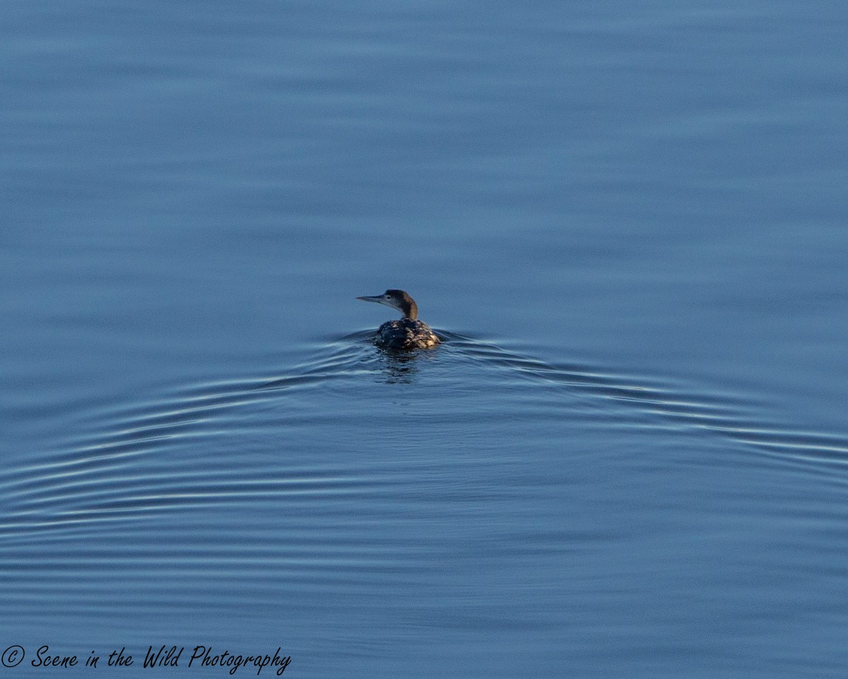 Plongeon huard - ML297654951