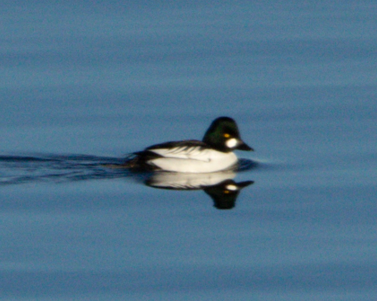 Common Goldeneye - ML297655161