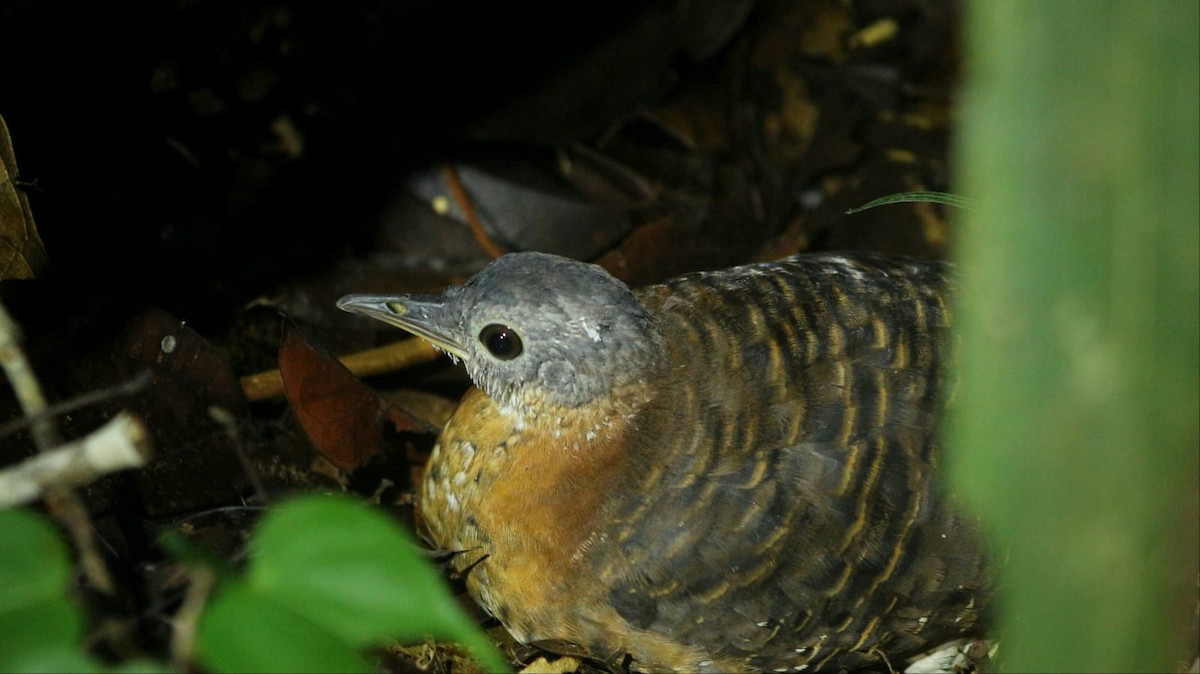 Variegated Tinamou - ML297656661