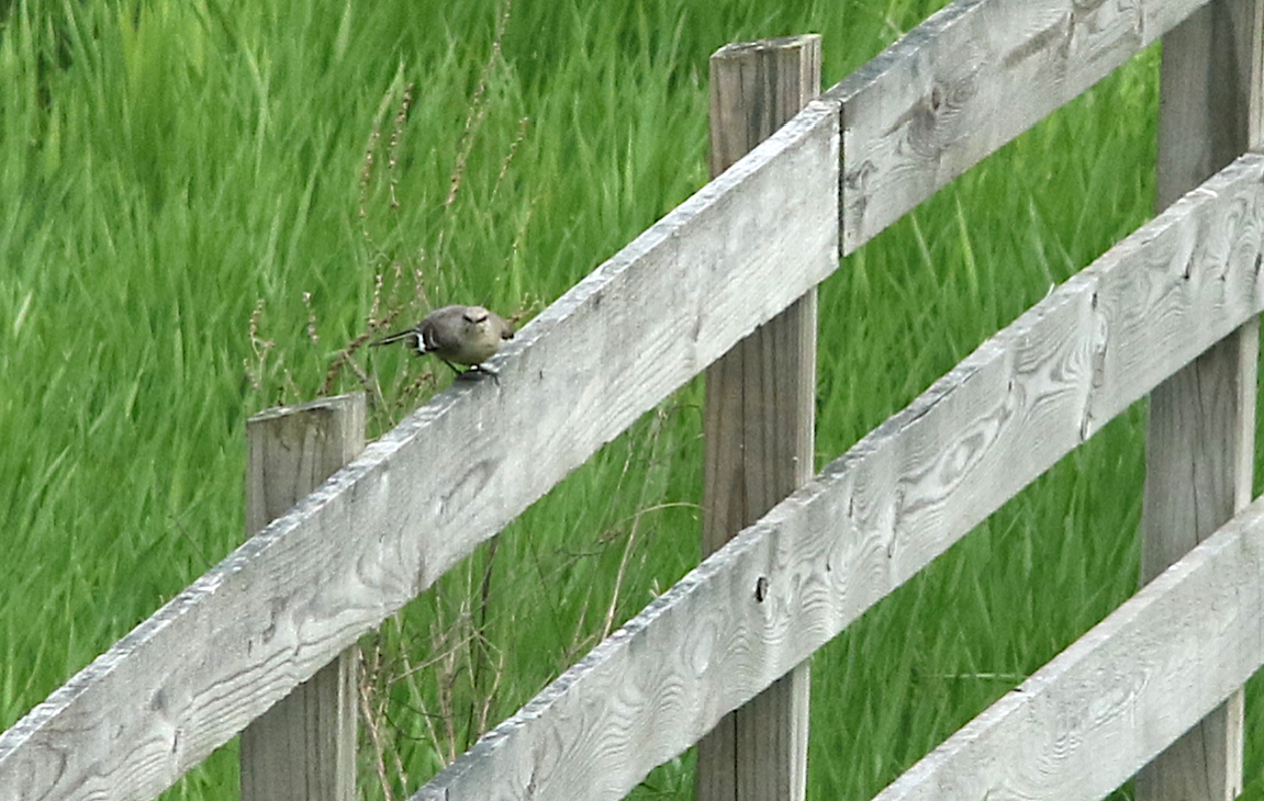 Northern Mockingbird - ML29765711