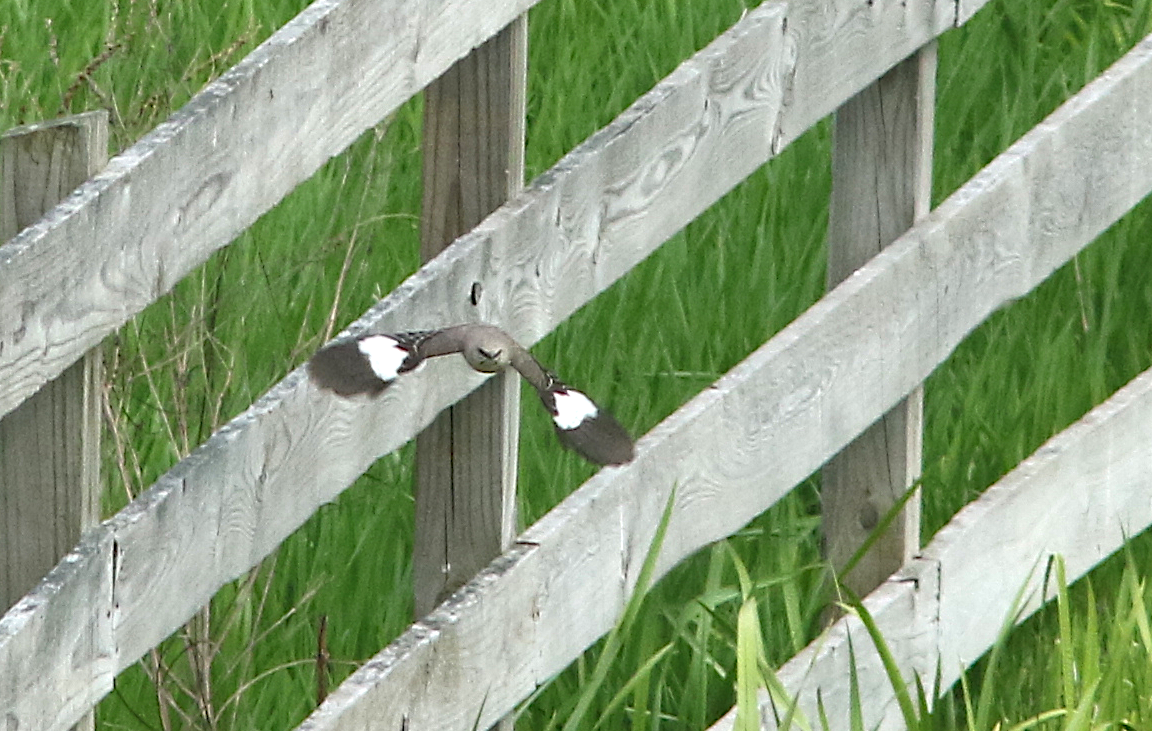 Northern Mockingbird - ML29765721