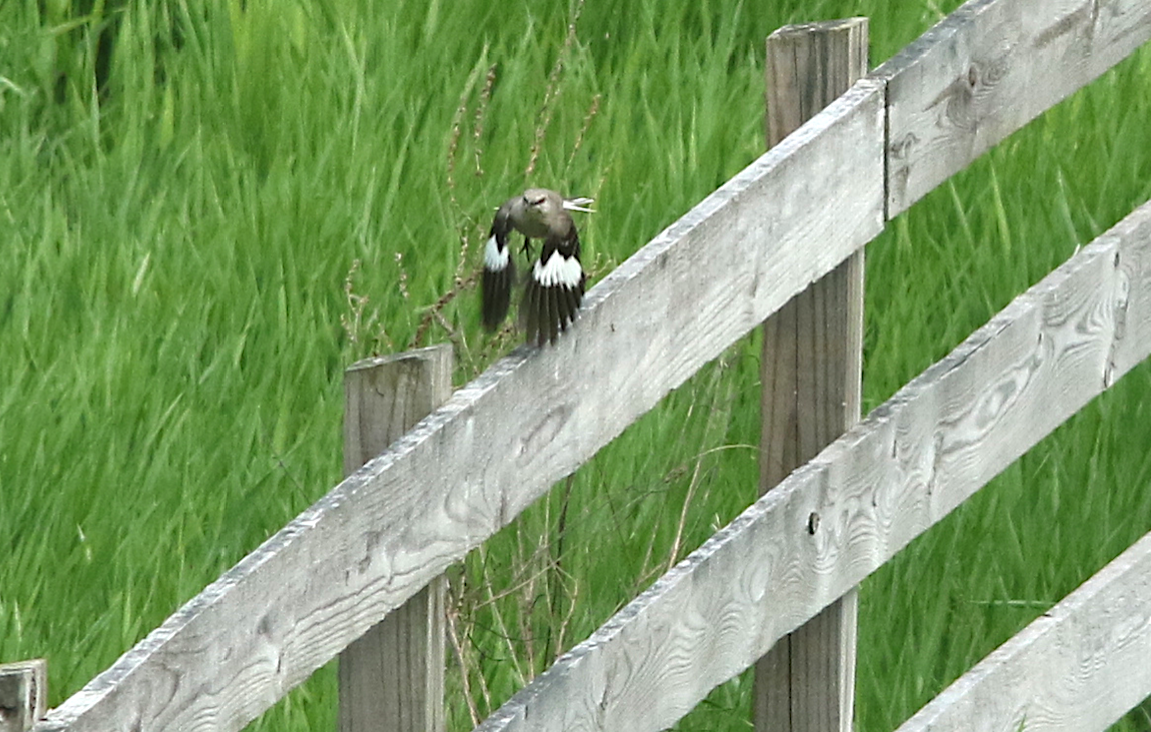 Northern Mockingbird - ML29765731