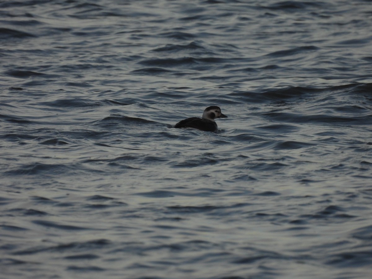 Long-tailed Duck - ML297658331