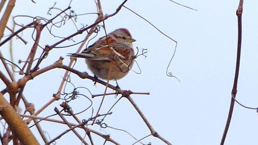 American Tree Sparrow - ML297658381