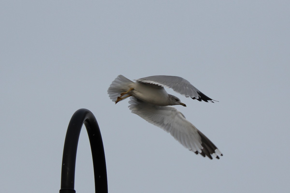 Ring-billed Gull - ML297659111