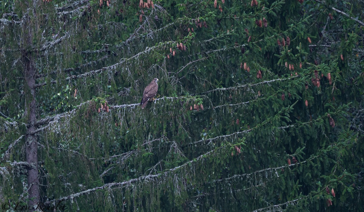 Common Buzzard (Western) - ML297664201