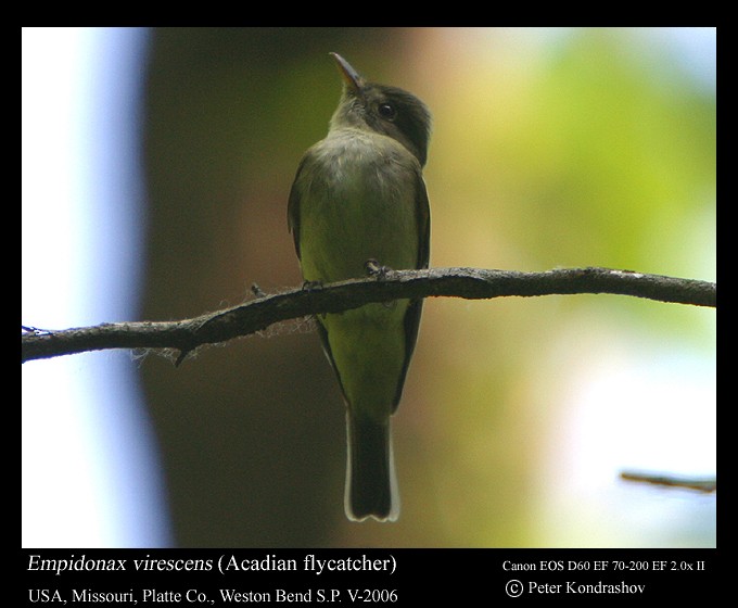 Acadian Flycatcher - ML297667281