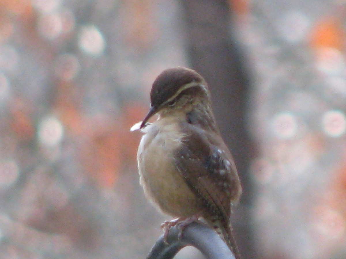 Carolina Wren - ML297670481