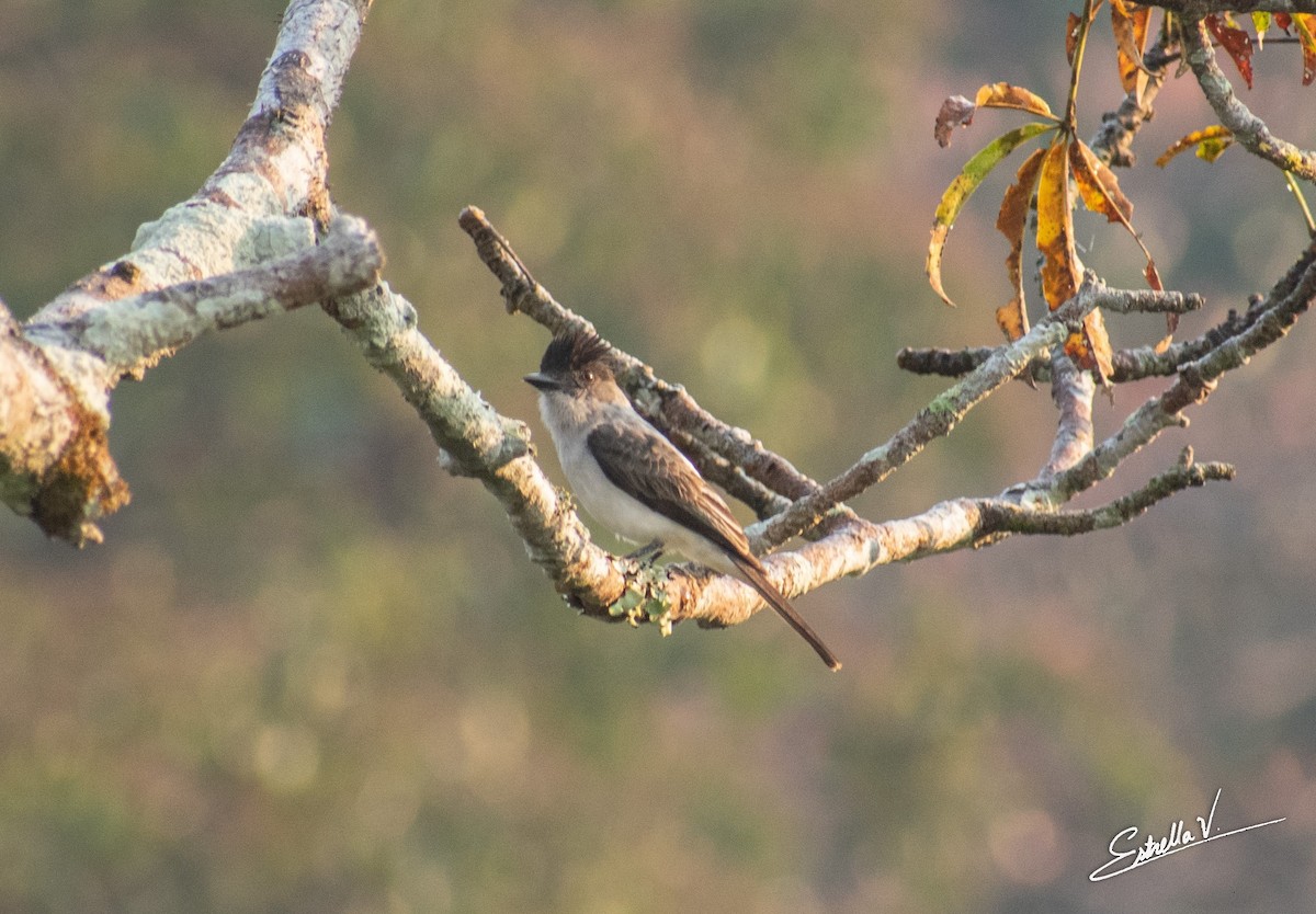 White-rumped Sirystes - ML297670741