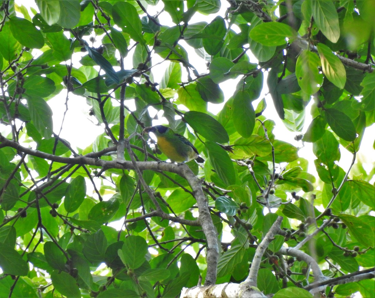 Green-and-gold Tanager - ML297671481