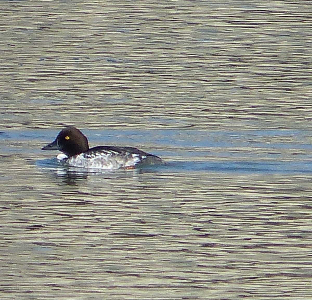 Common Goldeneye - ML297672651