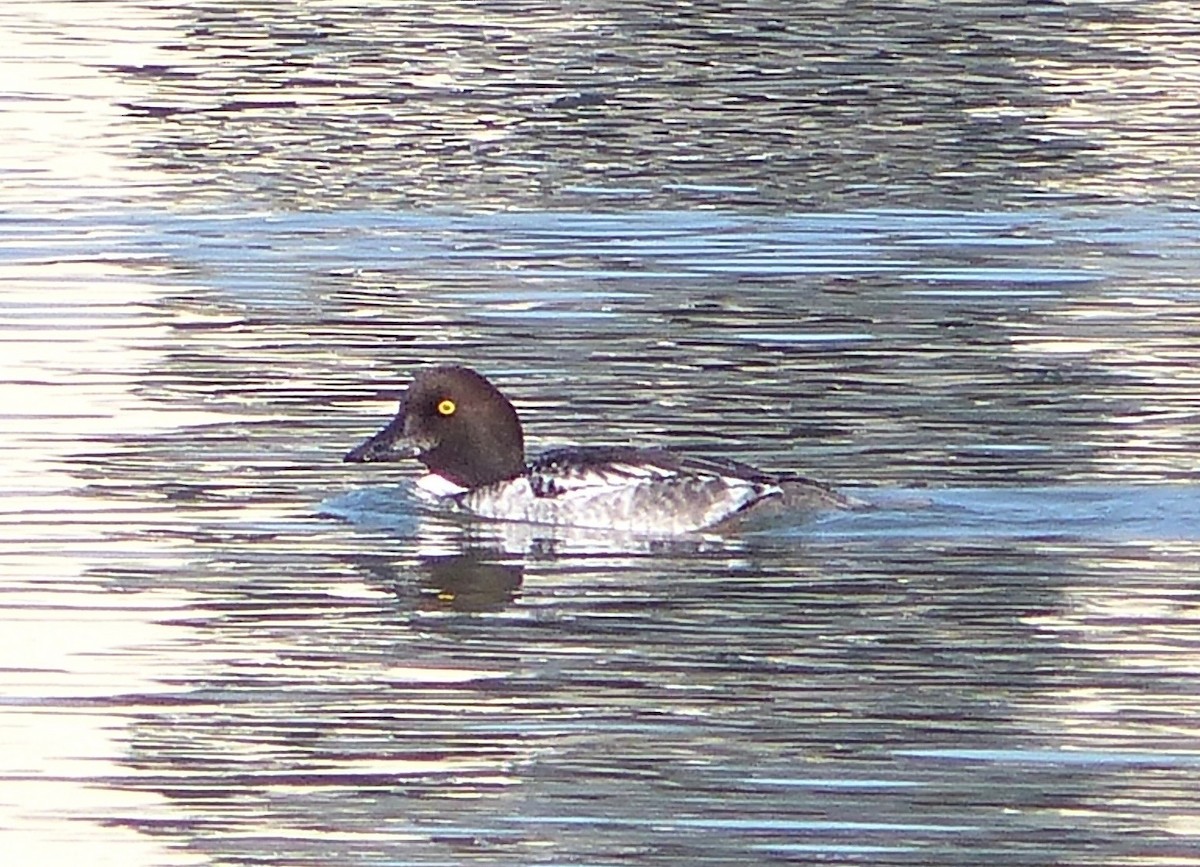 Common Goldeneye - ML297672681