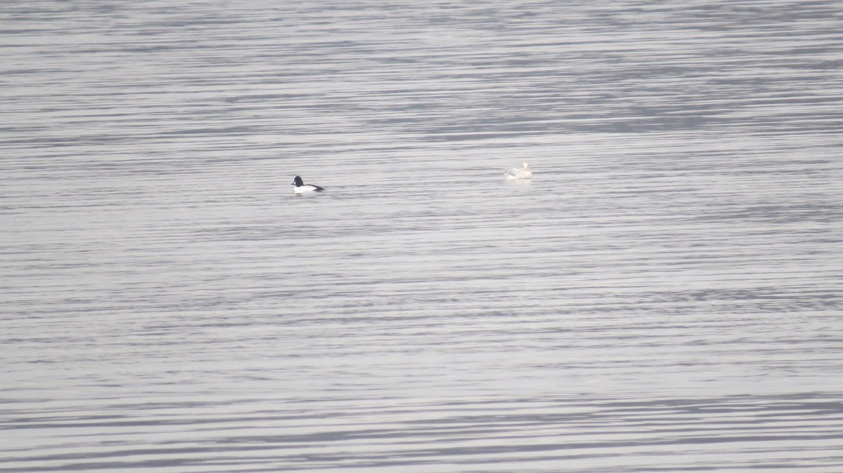 Common Goldeneye - ML297673141