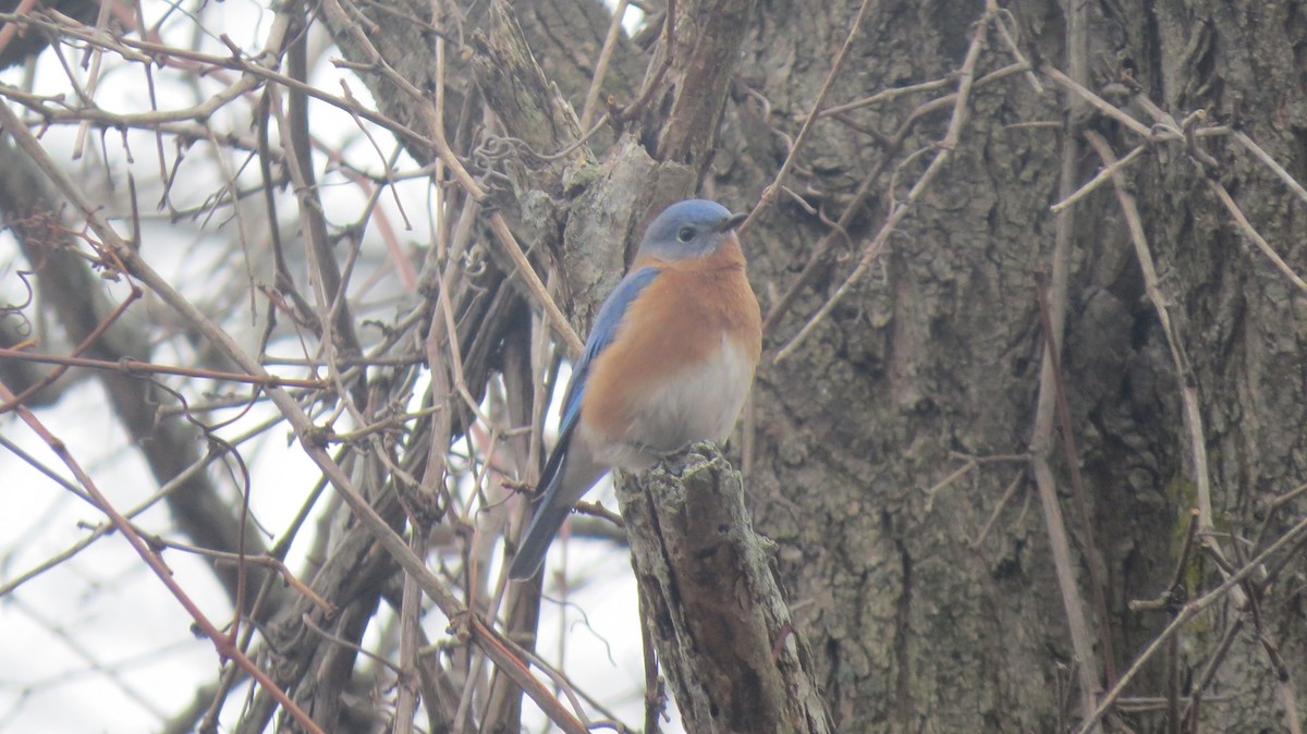 Eastern Bluebird - ML297673601