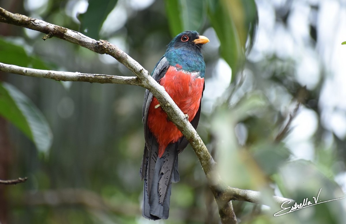 Black-tailed Trogon - ML297673611