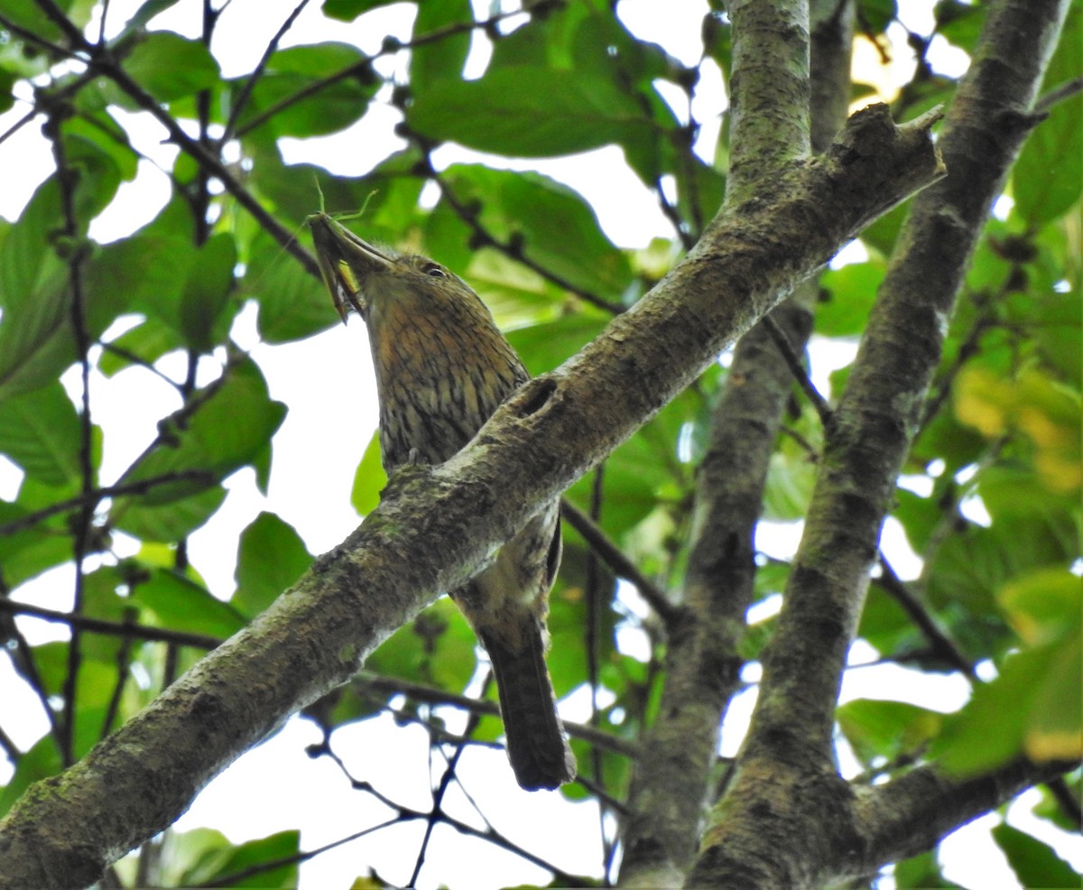 Western Striolated-Puffbird - ML297674051