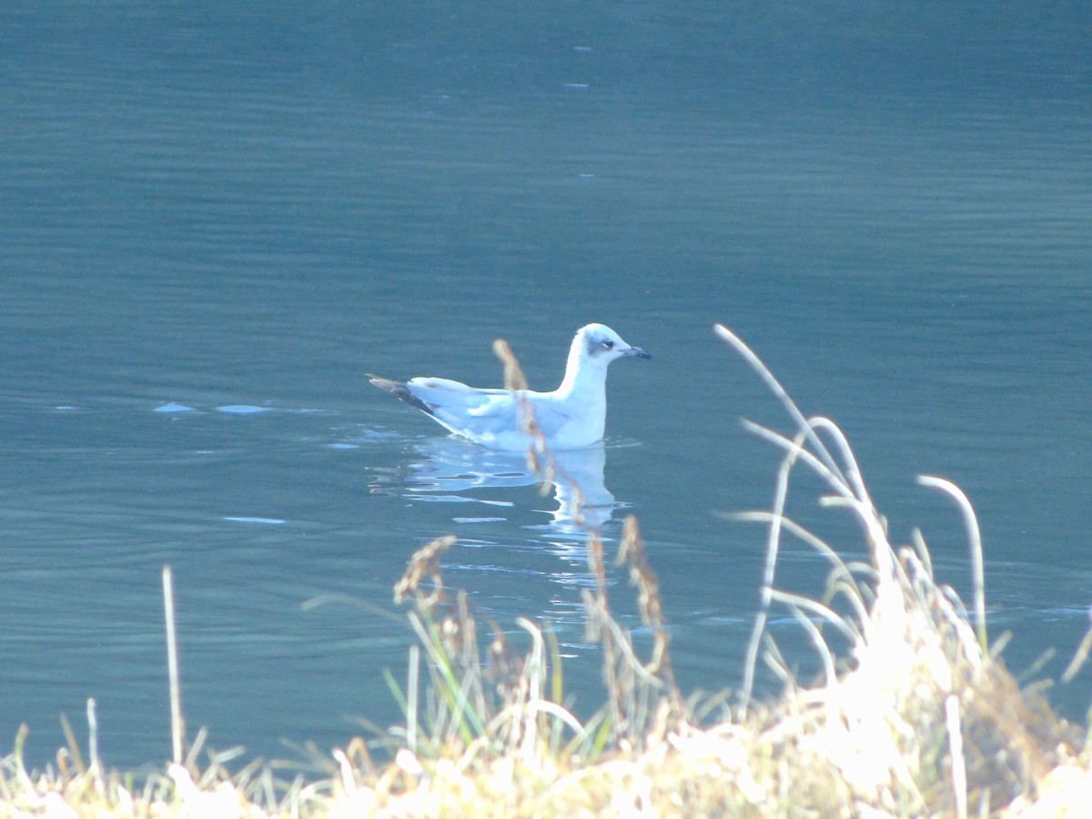 Mediterranean Gull - ML297674541