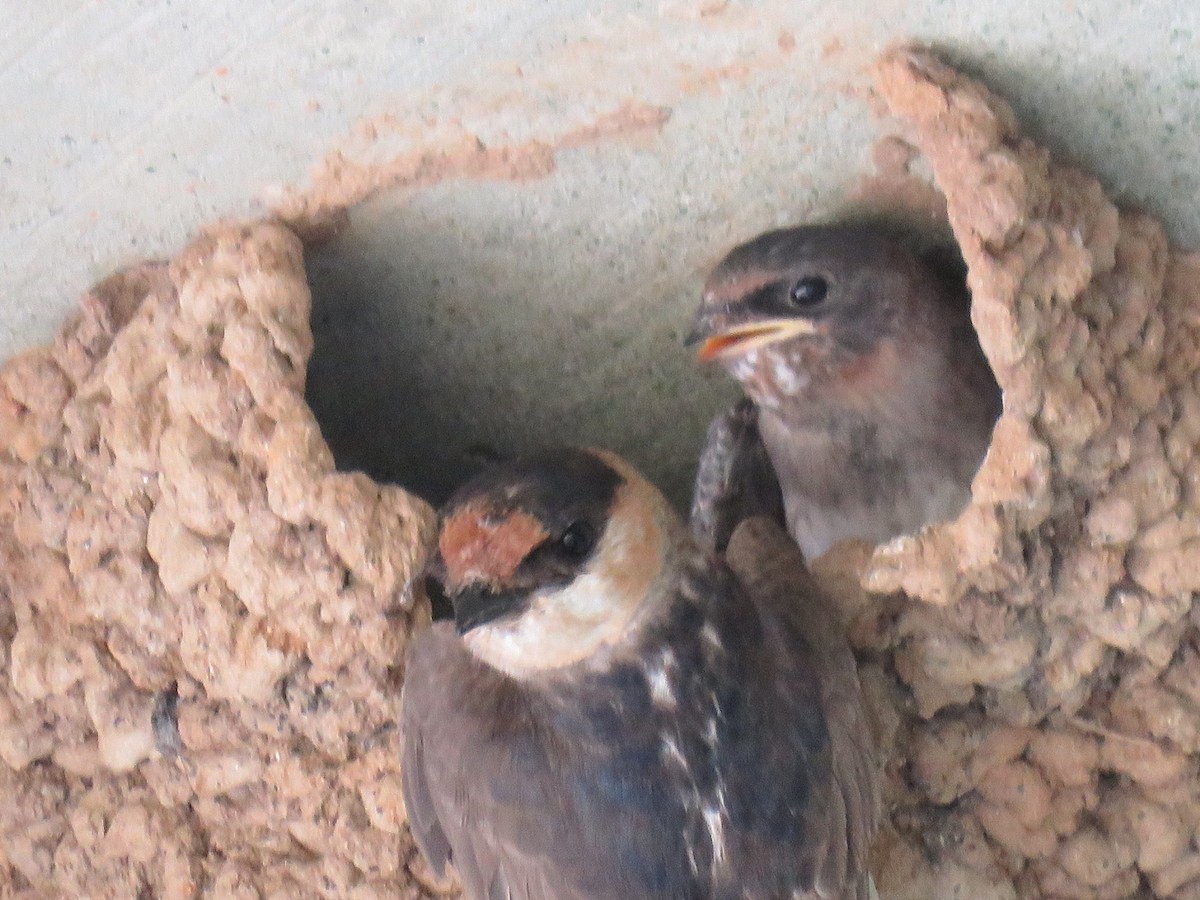 Cave Swallow (Texas) - ML29767491