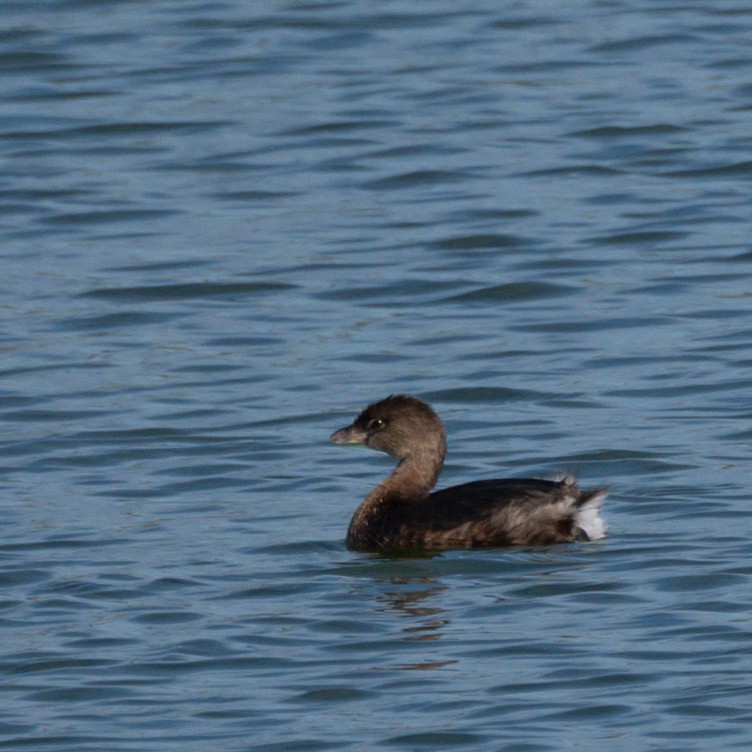 Pied-billed Grebe - ML297675081