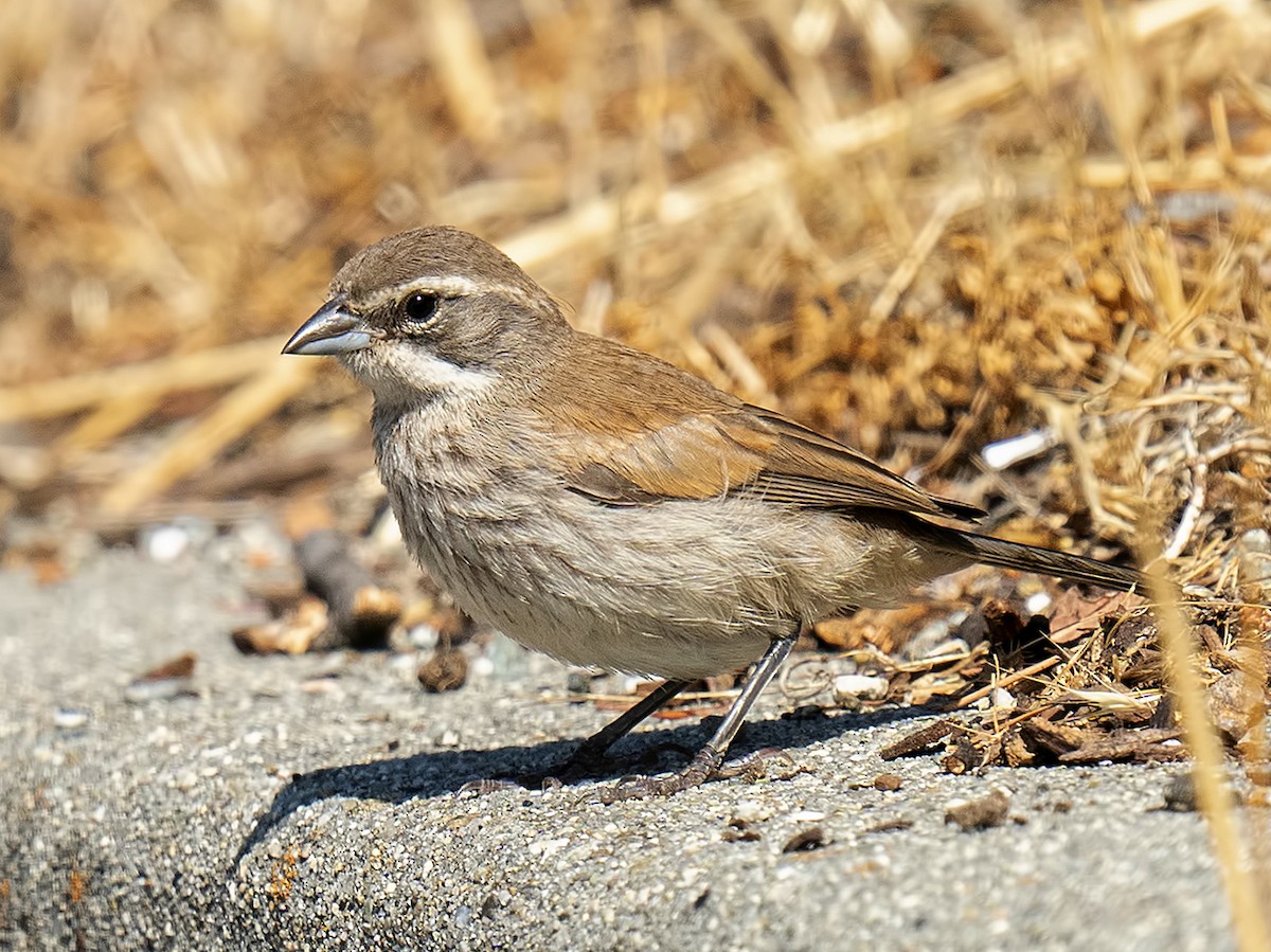 Juvenile
