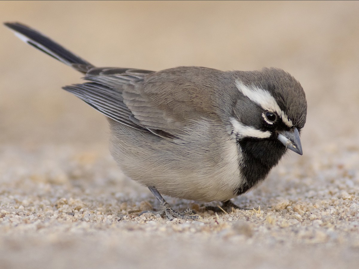 Adult