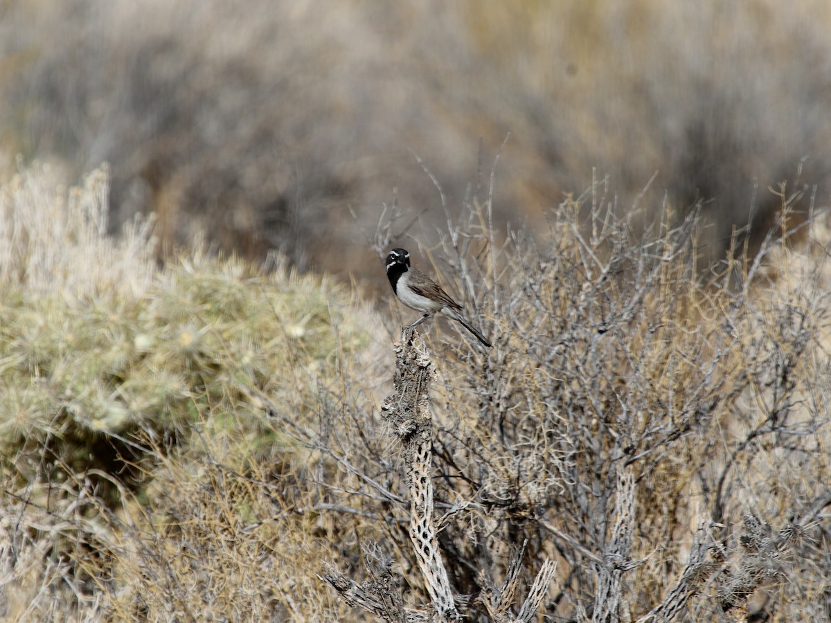 Adult