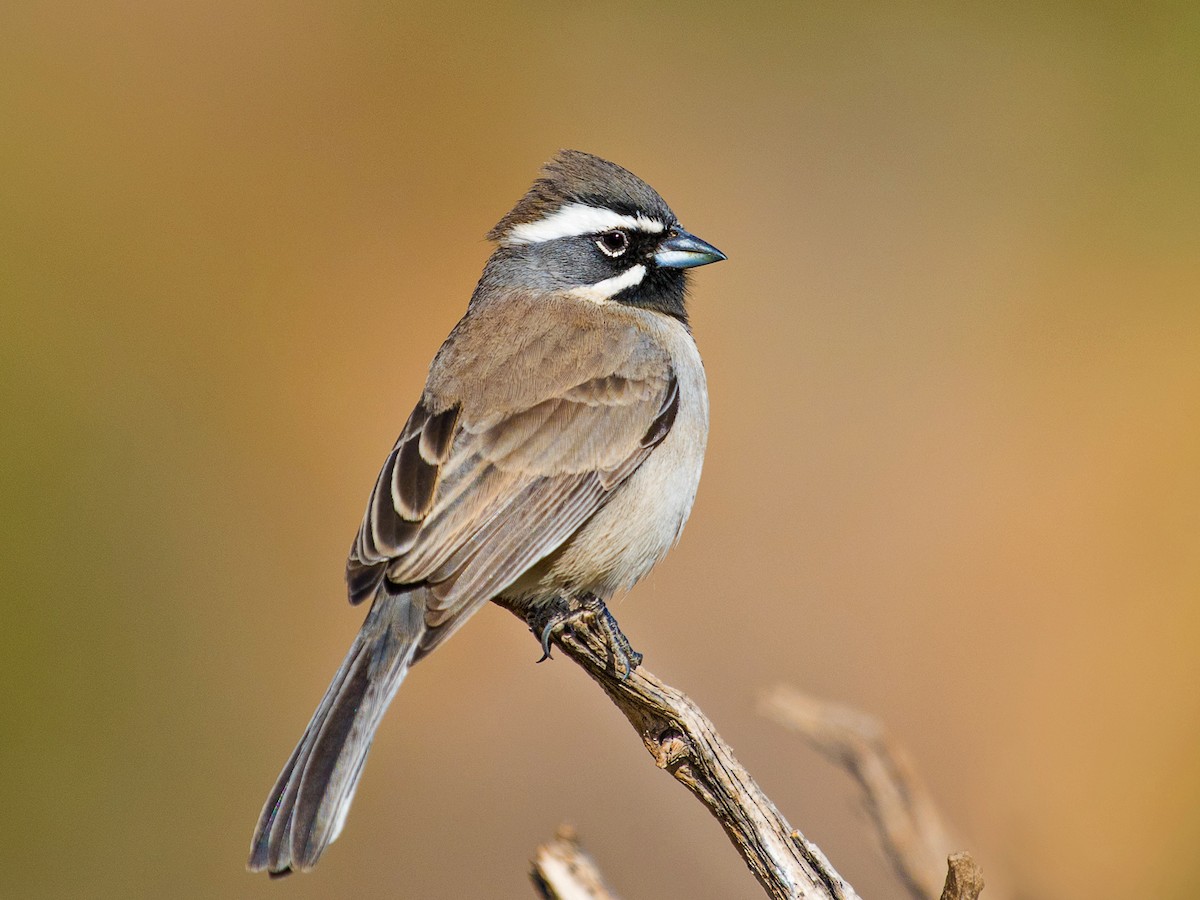Adult