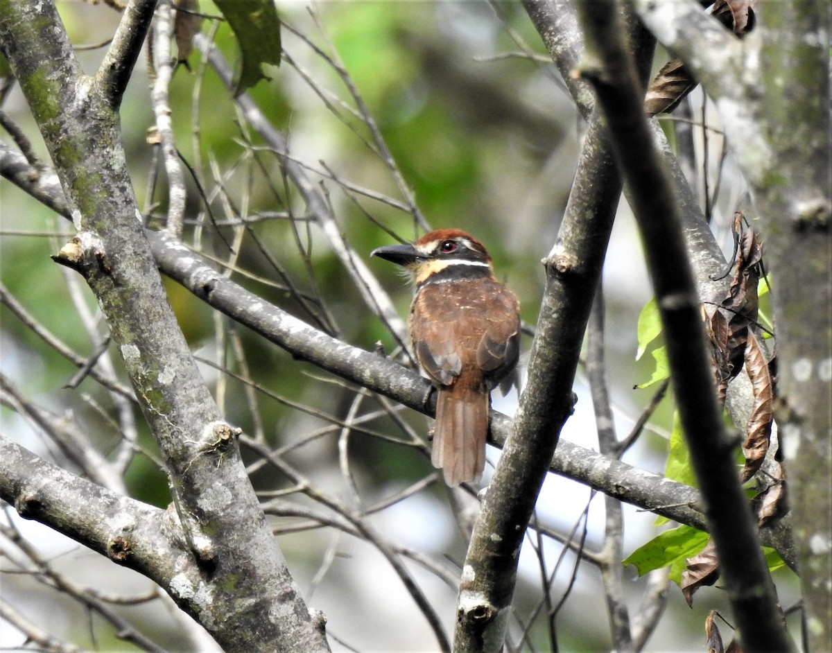 Chestnut-capped Puffbird - ML297678961