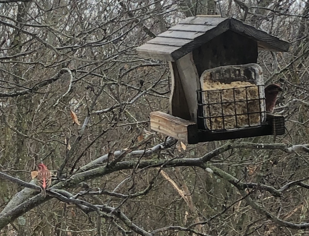 Purple Finch - ML297679291