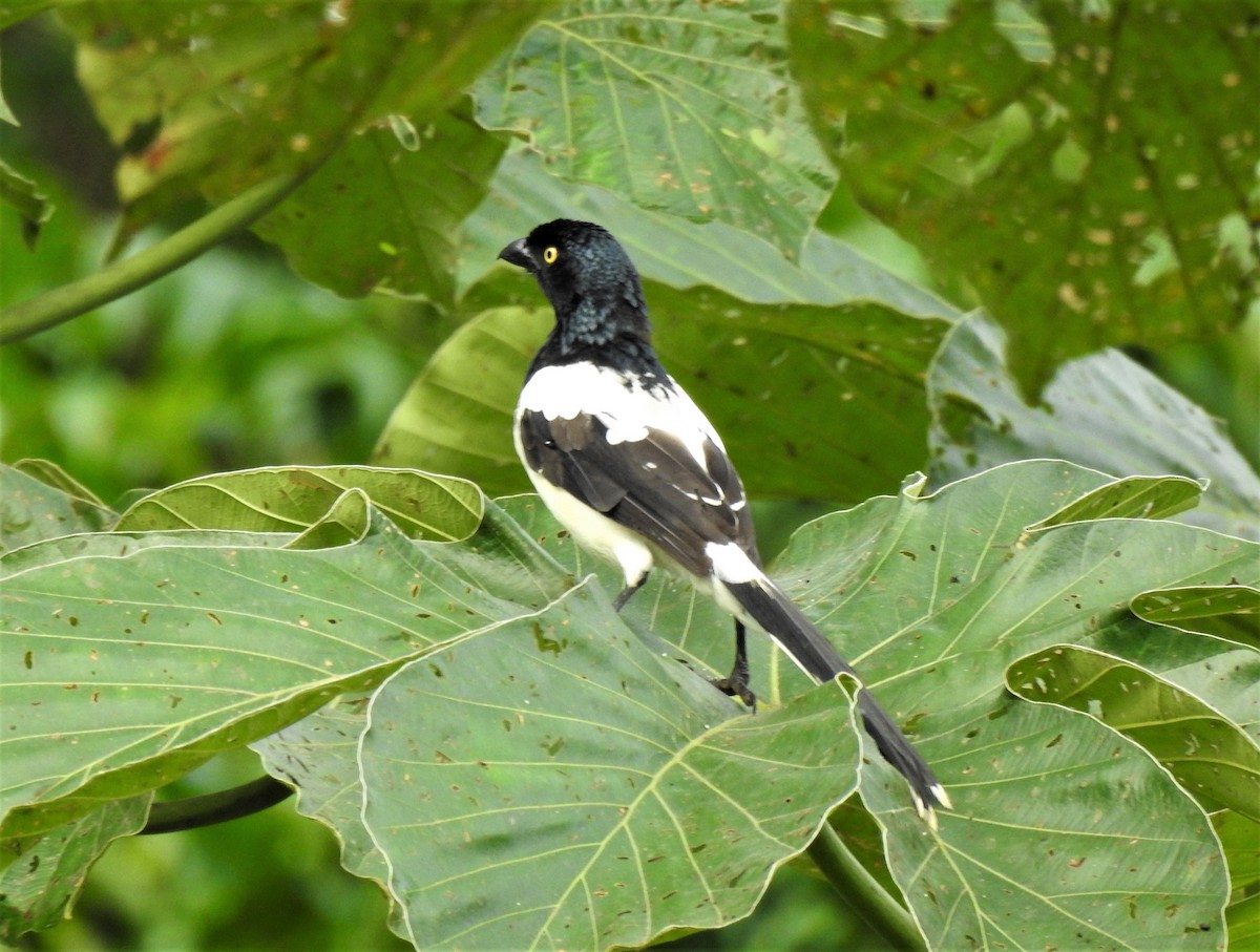 Magpie Tanager - ML297679571