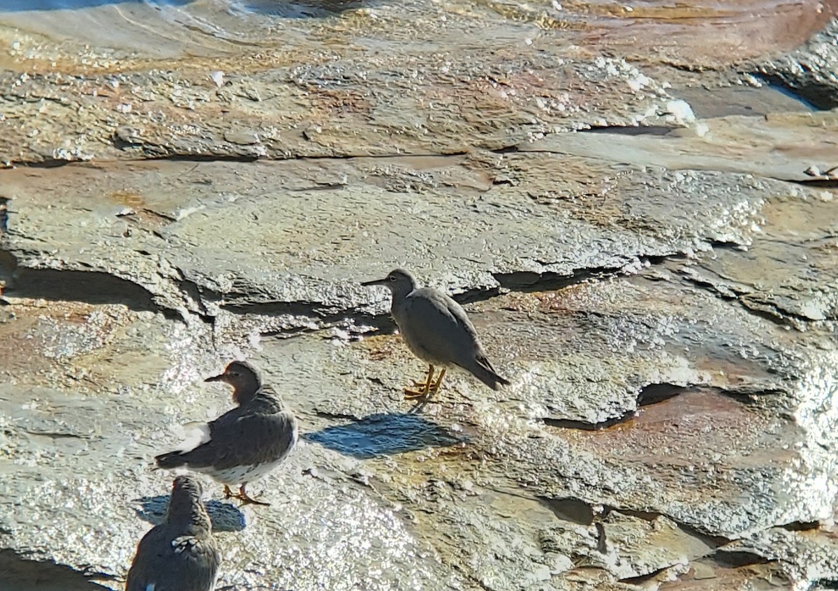 Wandering Tattler - ML297679621