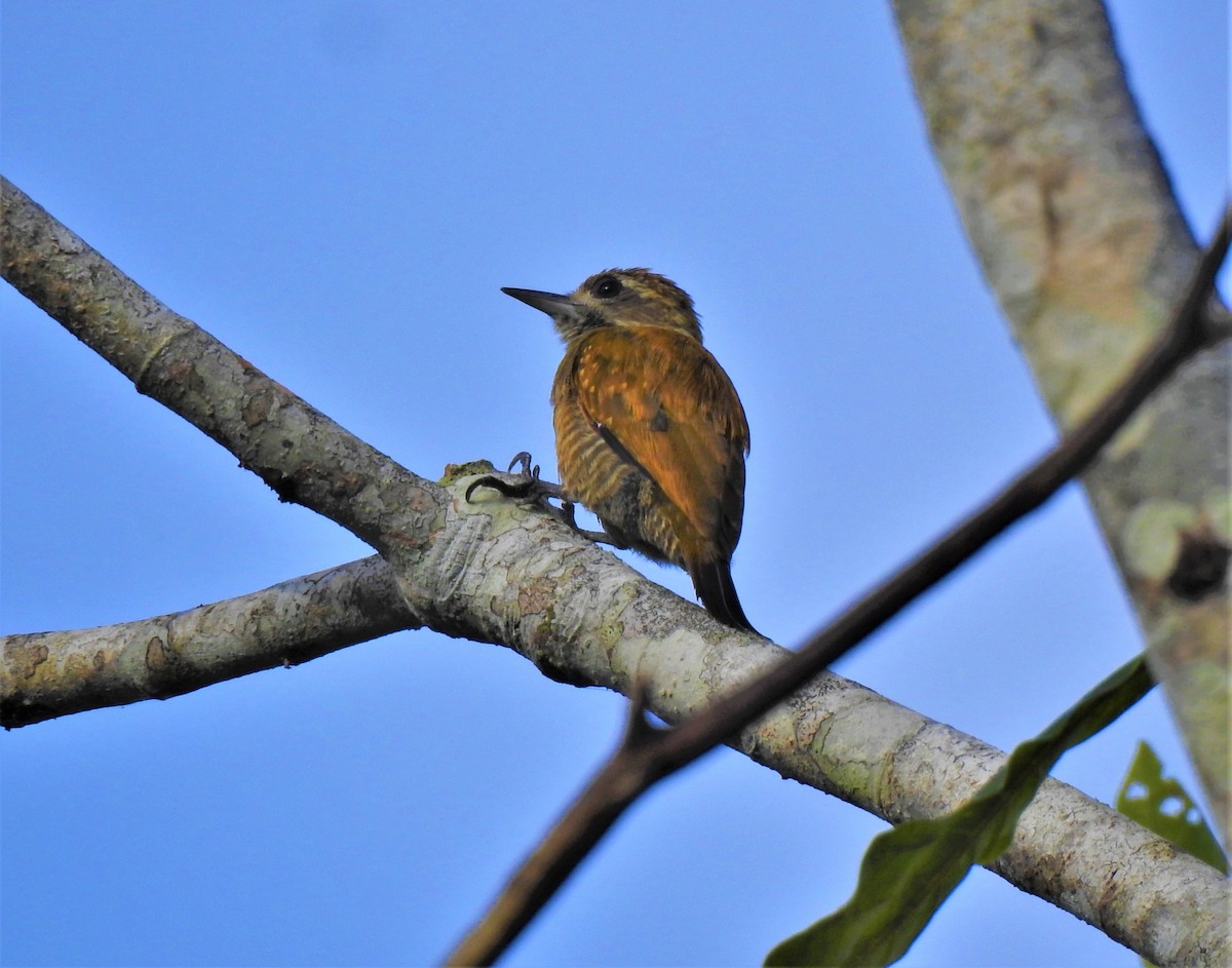Little Woodpecker - ML297679801