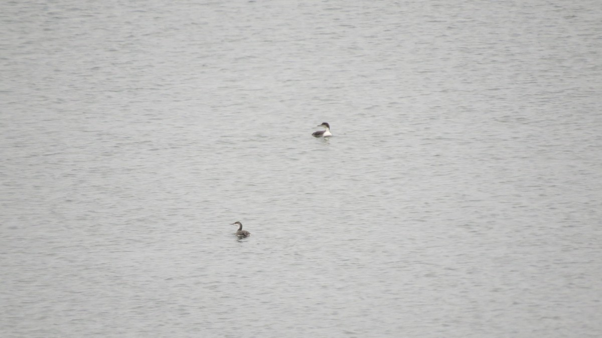 Red-throated Loon - ML297680561