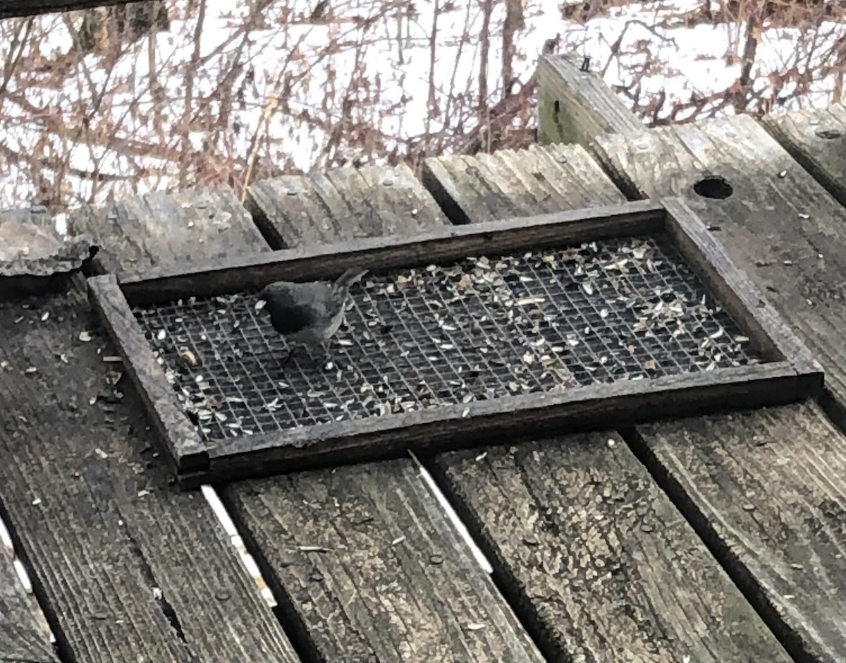 Dark-eyed Junco - Delores Ranshaw