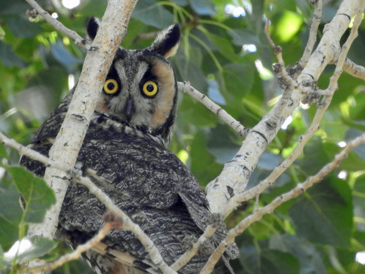 Long-eared Owl - Judy Matsuoka