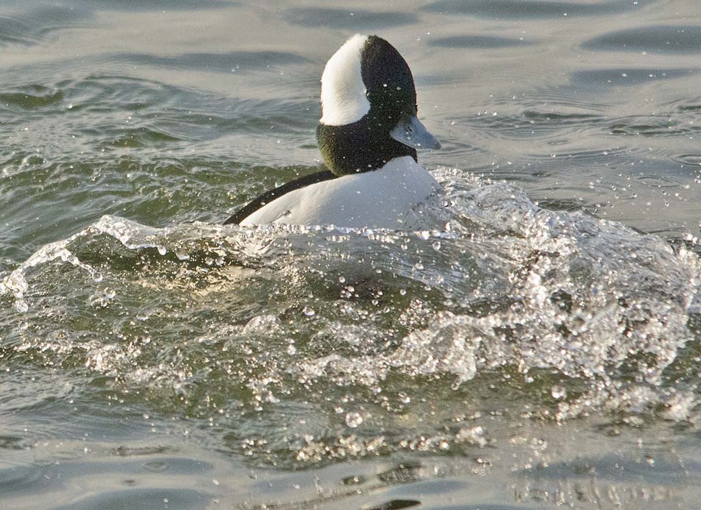 Bufflehead - Hugh Vandervoort