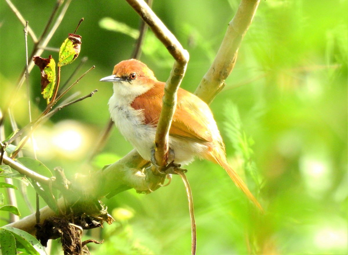 Red-and-white Spinetail - ML297682051