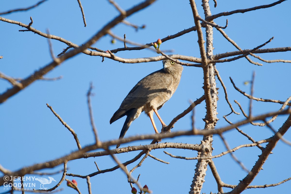 Dark Chanting-Goshawk - ML297682391