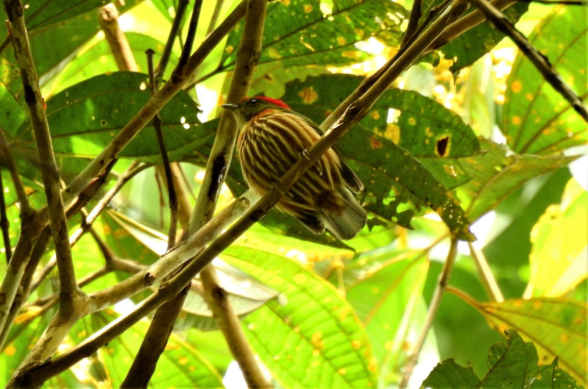Striolated Manakin - ML297682551