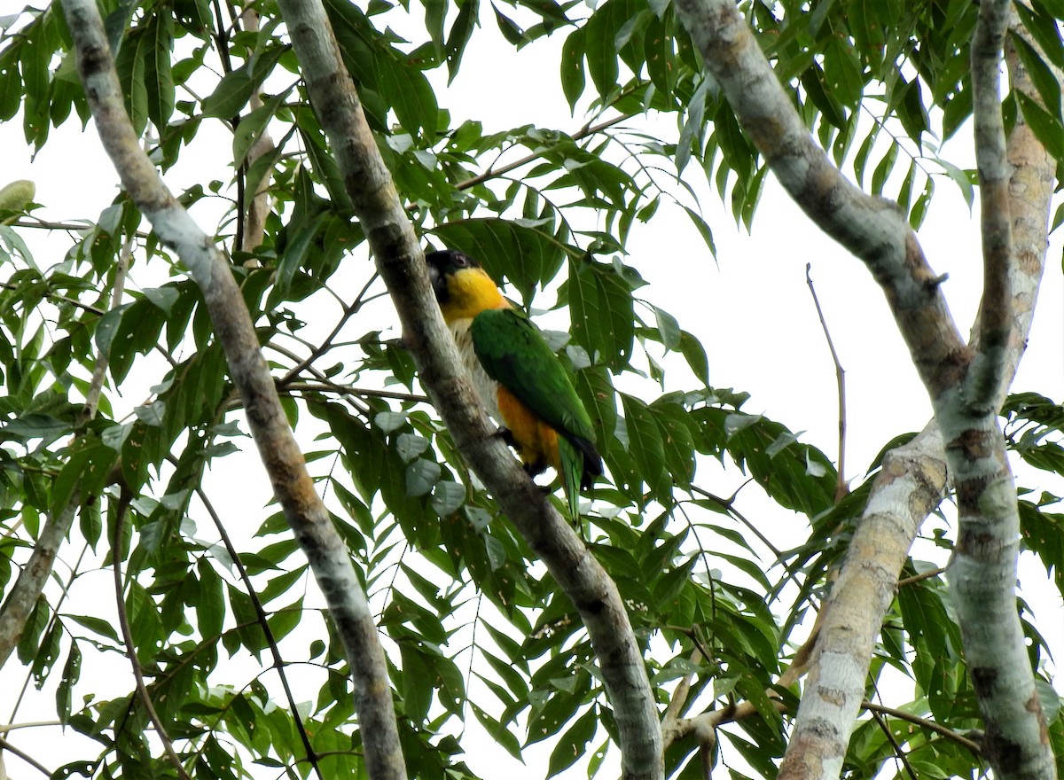 Black-headed Parrot - ML297682661